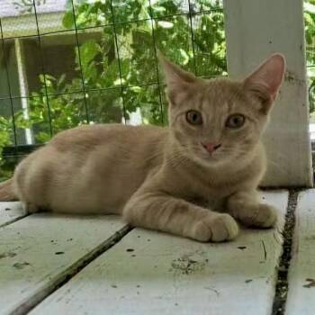 Woodrow -  Tabby and Domestic Short Hair Cat for Adoption in Columbia, South Carolina - Woodrow | PetCurious