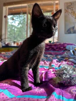 Vortex -  Domestic Short Hair Cat for Adoption in Grants Pass, Oregon - Vortex | PetCurious