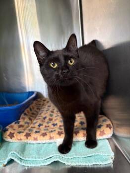 Domestic Short Hair Cats Available for Adoption in Ellijay, Georgia - Momo | PetCurious