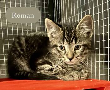 Roman -  Domestic Short Hair Cat for Adoption in Chalfont, Pennsylvania - Roman | PetCurious