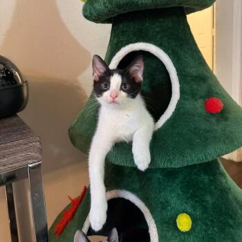 Angelica -  Domestic Short Hair Cat for Adoption in West Palm Beach, Florida - Angelica | PetCurious