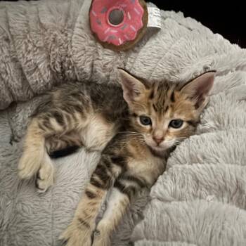 Genie -  Domestic Short Hair Cat for Adoption in Tustin, California - Genie | PetCurious