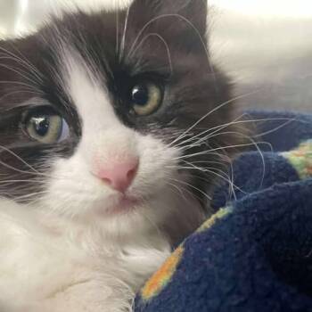 Rescue Domestic Medium Hair Cats for Adoption in Nampa, Idaho - Mr. Peabody | PetCurious