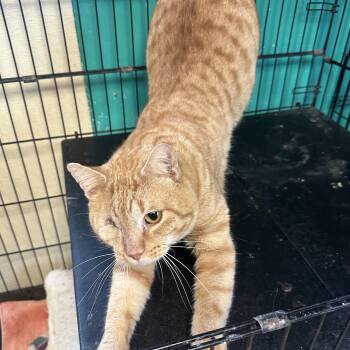 Rescue Domestic Short Hair Cats for Adoption in Brookings, South Dakota - Captain Morgan | PetCurious