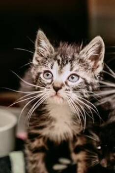 Petunia -  Domestic Medium Hair and Domestic Short Hair Cat for Adoption in Dothan, Alabama - Petunia | PetCurious