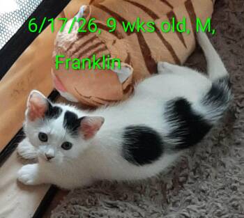 Franklin -  Domestic Short Hair Cat for Adoption in Hudson, New York - Franklin | PetCurious