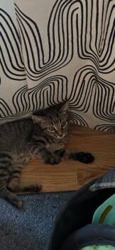 NOBU -  Domestic Short Hair Cat for Adoption in Broomfield, Colorado - NOBU | PetCurious