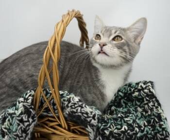 Rescue Domestic Short Hair Cats for Adoption in Bowling Green, Kentucky - Hudson | PetCurious