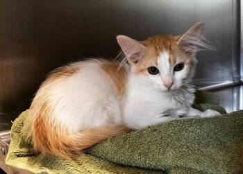 Mimosa -  Domestic Medium Hair Cat for Adoption in Stratham, New Hampshire - Mimosa | PetCurious