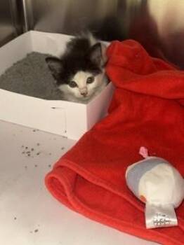 KITTY -  Domestic Short Hair Cat for Adoption in Doral, Florida - KITTY | PetCurious