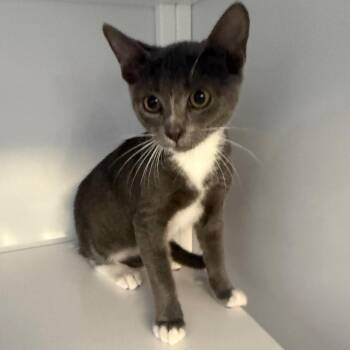 Charlie -  Domestic Short Hair Cat for Adoption in Sarasota, Florida - Charlie | PetCurious
