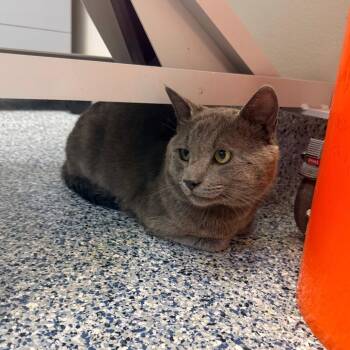 Earl -  Domestic Short Hair Cat for Adoption in Great Falls, Montana - Earl | PetCurious