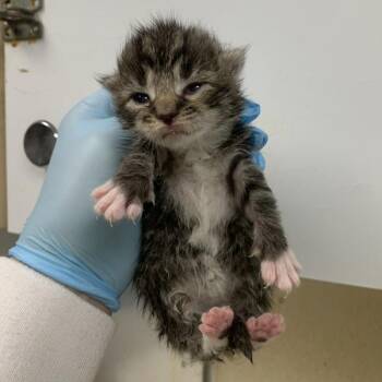 Gypsy -  Domestic Short Hair Cat for Adoption in Salisbury, Maryland - Gypsy | PetCurious