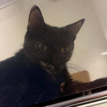 Kyota -  Domestic Short Hair Cat for Adoption in Philadelphia, Pennsylvania - Kyota | PetCurious