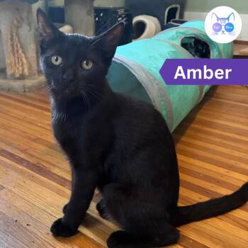 Amber -  Domestic Short Hair Cat for Adoption in Penfield, New York - Amber | PetCurious