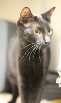 Domestic Medium Hair Cats Available for Adoption - Toodles | PetCurious