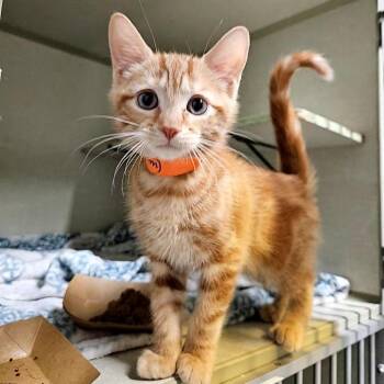 Ginger Snap -  Domestic Short Hair Cat for Adoption in Lakewood, Colorado - Ginger Snap | PetCurious