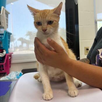 Lulu -  Domestic Short Hair Cat for Adoption in Corpus Christi, Texas - Lulu | PetCurious