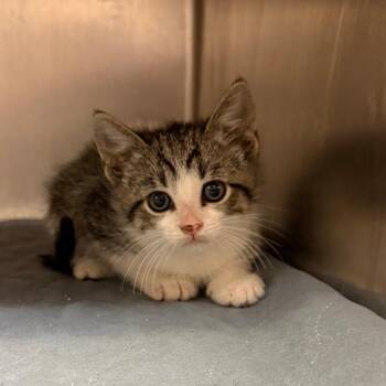 Gabe C26-037 -  Domestic Short Hair Cat for Adoption in Elbow Lake, Minnesota - Gabe C26-037 | PetCurious