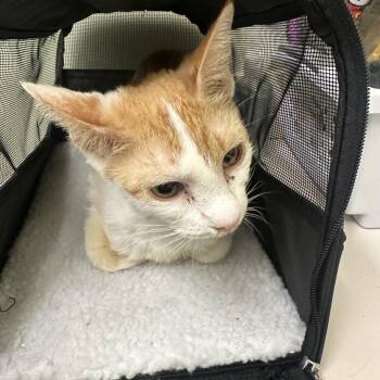 Domestic Short Hair Cats Available for Adoption - Penny | PetCurious