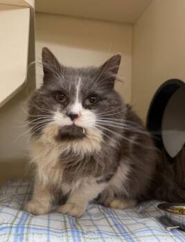 Domestic Long Hair Cats Available for Adoption in Hastings, Michigan - JOHNNY | PetCurious