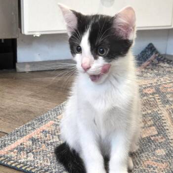 Enoki -  Domestic Short Hair Cat for Adoption in Fairfax Station, Virginia - Enoki | PetCurious