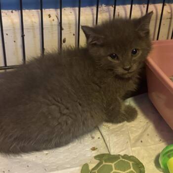 Noah -  Domestic Short Hair Cat for Adoption in Johnstown, Pennsylvania - Noah | PetCurious
