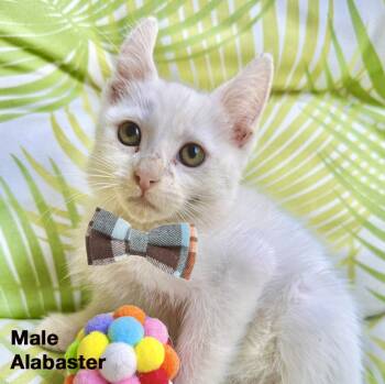 Rescue Domestic Short Hair Cats for Adoption in Gardena, California - Alabaster | PetCurious