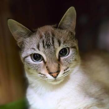 Rescue Domestic Short Hair Cats for Adoption in Vallejo, California - Christie | PetCurious