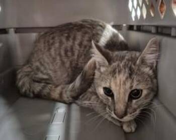 Ginger -  Domestic Short Hair Cat for Adoption in Butte, Montana - Ginger | PetCurious