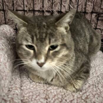 Domestic Short Hair Cats Available for Adoption in New York, New York - Riley | PetCurious