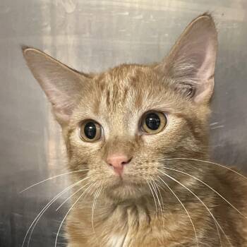 Oogie Boogie -  Domestic Short Hair Cat for Adoption in Owosso, Michigan - Oogie Boogie | PetCurious