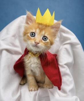 Prince NoName -  Domestic Short Hair and Tabby Cat for Adoption in Fort Walton Beach, Florida - Prince NoName | PetCurious