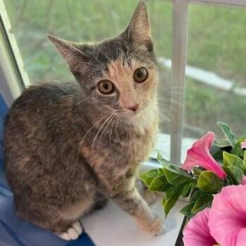 Willow Taylor -  Dilute Calico and Domestic Short Hair Cat for Adoption in Friendswood, Texas - Willow Taylor | PetCurious