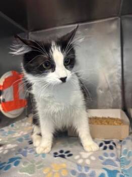 Purrnelope -  Domestic Long Hair Cat for Adoption in El Paso, Texas - Purrnelope | PetCurious