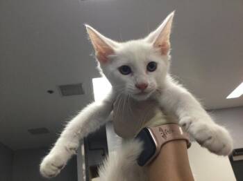 TOM -  Domestic Short Hair Cat for Adoption in Thousand Palms, California - TOM | PetCurious