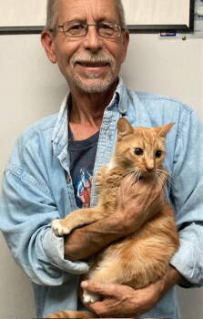 Rescue Domestic Short Hair and Tabby Cats for Adoption in Macedonia, Ohio - Serena Bonded With Venus | PetCurious