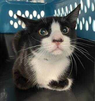 Frisky -  Domestic Short Hair Cat for Adoption - Frisky | PetCurious