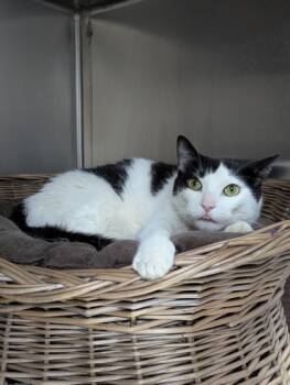 Rescue Domestic Short Hair Cats for Adoption in Simcoe, Ontario - Lilly | PetCurious