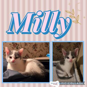 Rescue Domestic Short Hair Cats for Adoption in Spencerville, Ontario - Milly | PetCurious