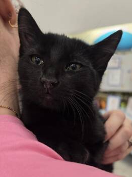 Sabrina  (Sybil  GFRCC) -  Domestic Short Hair Cat for Adoption in Metamora, Illinois - Sabrina  (Sybil  GFRCC) | PetCurious