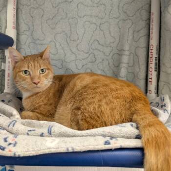 Rosie (In Foster) -  Domestic Short Hair Cat for Adoption in Sunnyvale, California - Rosie (In Foster) | PetCurious