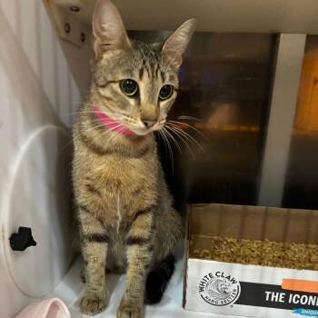 Domestic Short Hair Cats Available for Adoption in Chattanooga, Tennessee - Lane | PetCurious