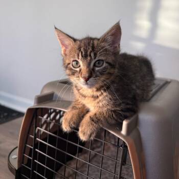 Zucchini -  Domestic Short Hair Cat for Adoption in Winston-salem, North Carolina - Zucchini | PetCurious
