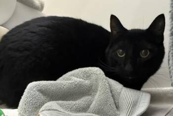Domestic Short Hair Cats Available for Adoption in Honolulu, Hawaii - Luther | PetCurious