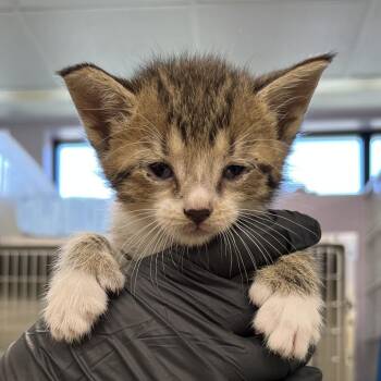 Zooble -  Domestic Short Hair Cat Available for Adoption in West Palm Beach, Florida - Zooble | PetCurious
