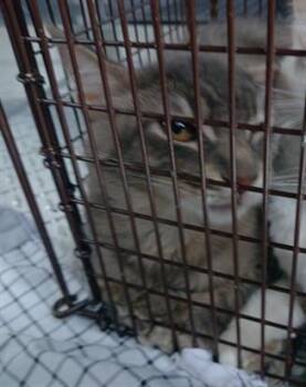 SALMON -  Domestic Short Hair Cat Available for Adoption in Fort Lauderdale, Florida - SALMON | PetCurious