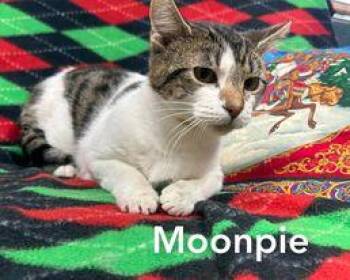 Domestic Short Hair Cats Available for Adoption in Sullivan, Indiana - Moon Pie | PetCurious