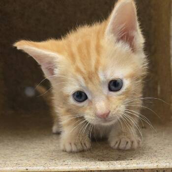 Ronnie 26-0254 -  Domestic Short Hair Cat for Adoption in Yanceyville, North Carolina - Ronnie 26-0254 | PetCurious