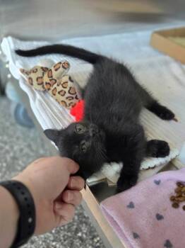 Cheerio -  Domestic Short Hair Cat for Adoption in Westland, Michigan - Cheerio | PetCurious